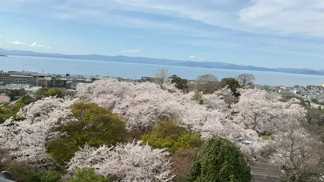 从城山上俯瞰满园樱花与琵琶湖