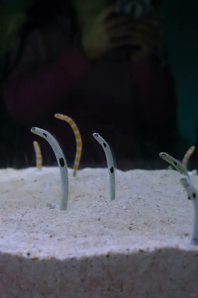 海游馆花园鳗展缸，白沙里探出头的花园鳗