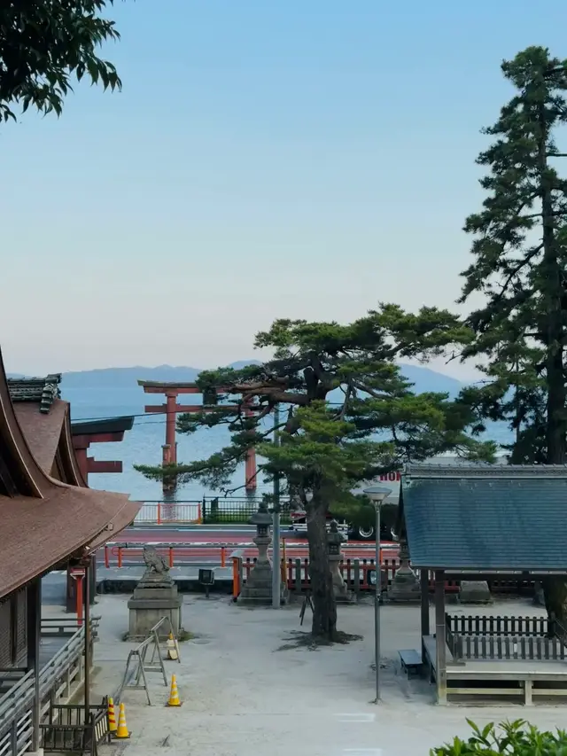 从神社境内高处望出去，松树后是湖中鸟居