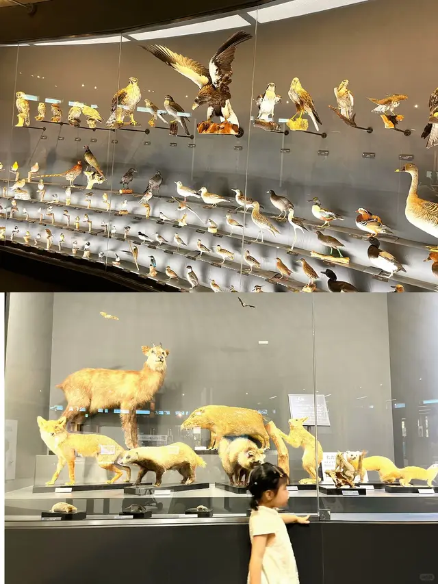鸟类标本墙和本地动物标本展柜（上下拼图，下方有个小孩但不是主体）