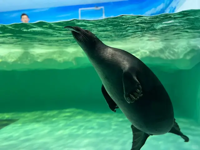 水族展区里游泳的贝加尔海豹