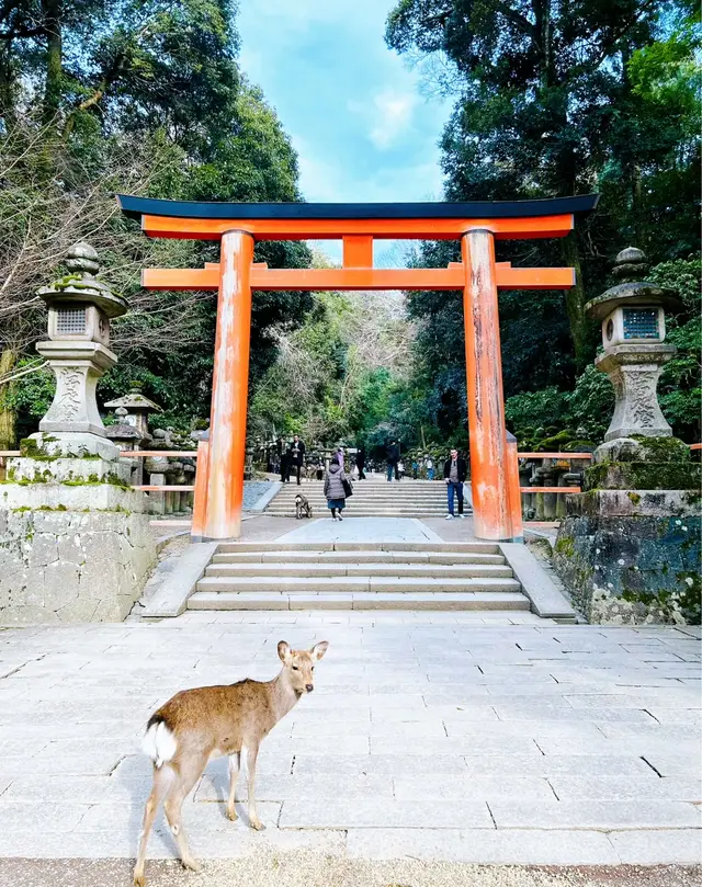 朱红鸟居、石灯笼参道与小鹿