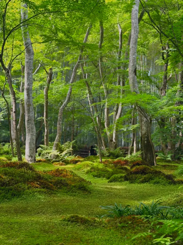 祇王寺苔庭与枫树林（岚山古寺）